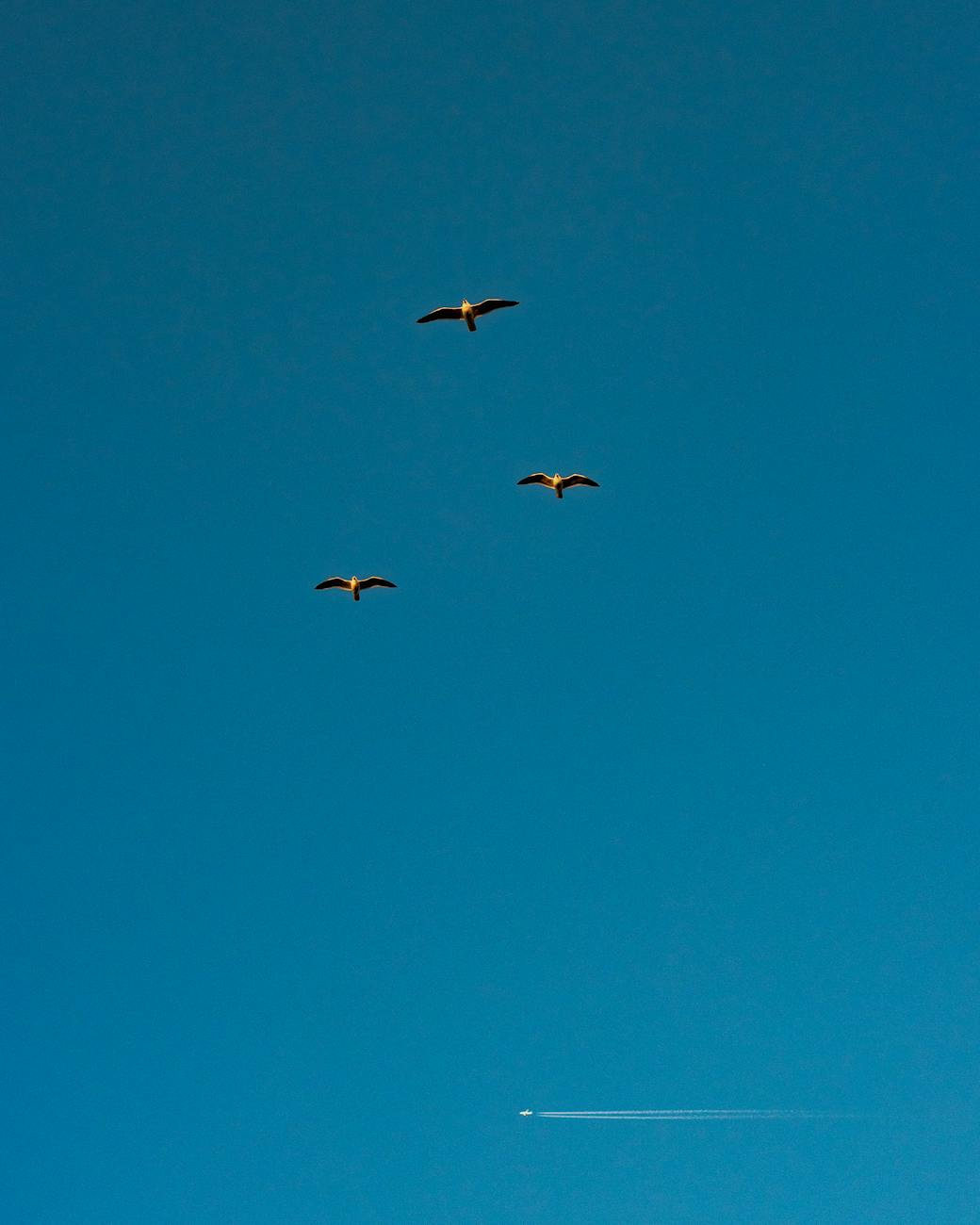 Azzurro, Adriano Celentano